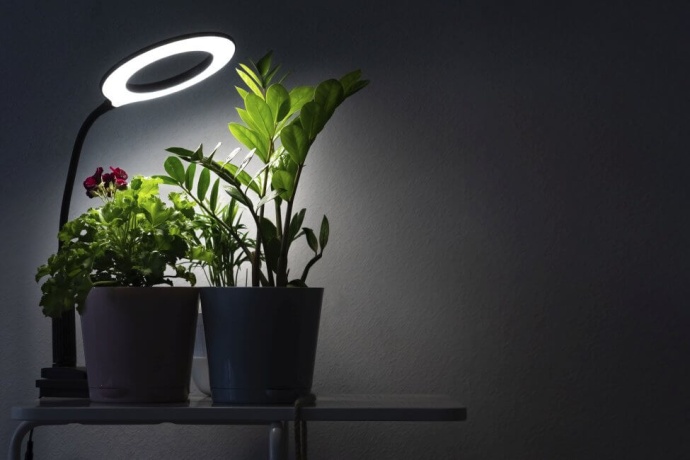 Pots de plantes éclairés par une lampe