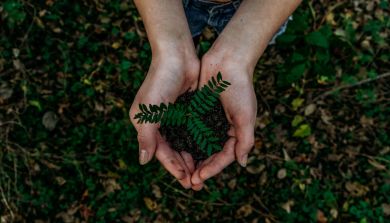 Mão unidas a suportar a raíz de uma planta