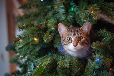 Gato dentro del árbol de Navidad Gato dentro del árbol de Navidad